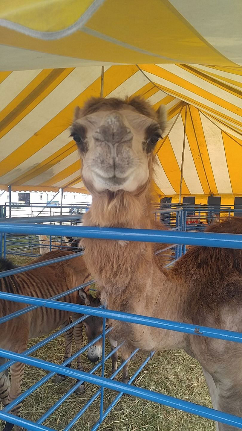 Llama at Redwood County Fair